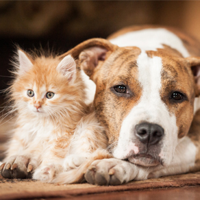 A large dog and a small kitten next to each other